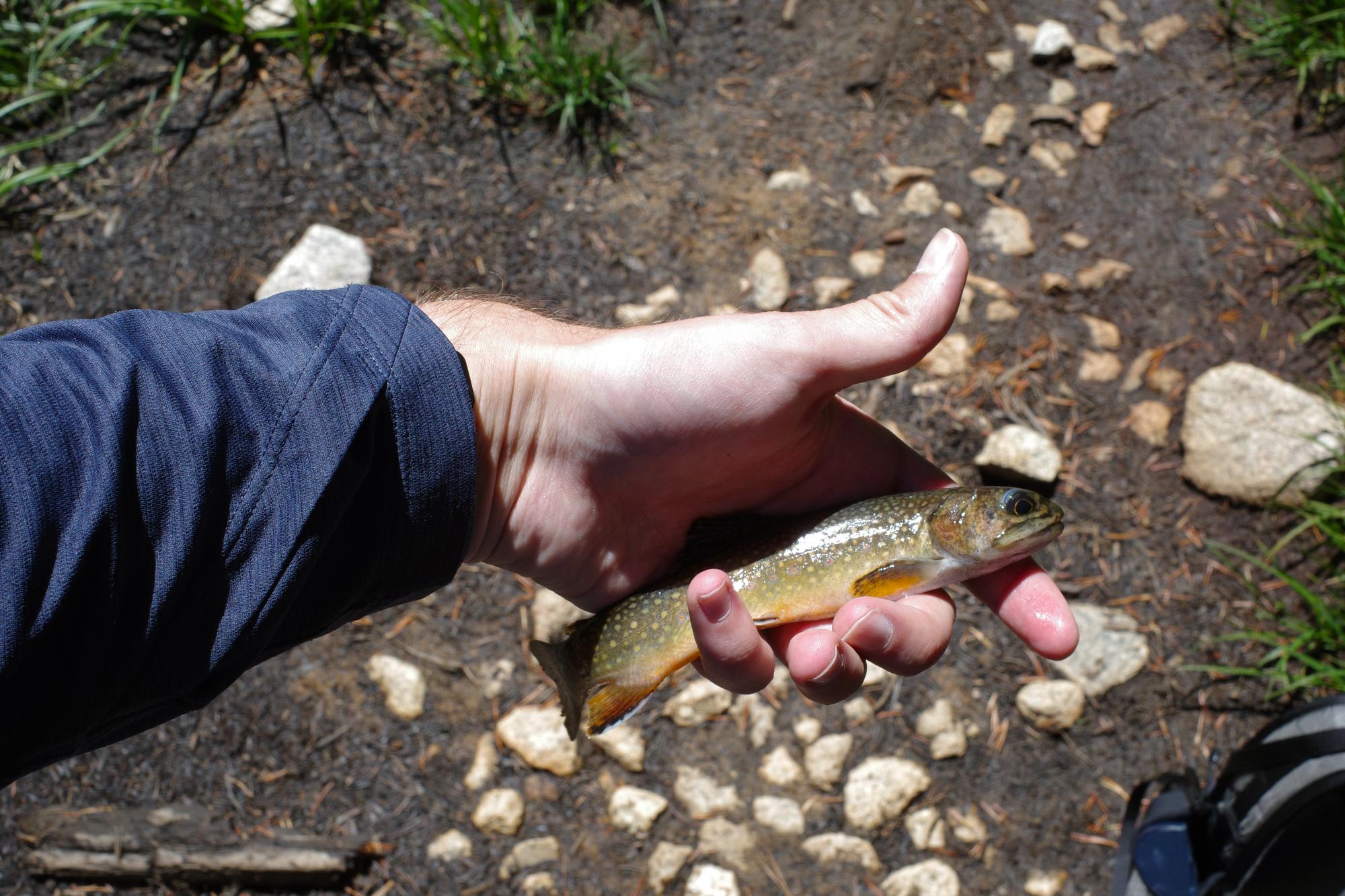 A small brightly colored trout held in one hand above a gravel streambed